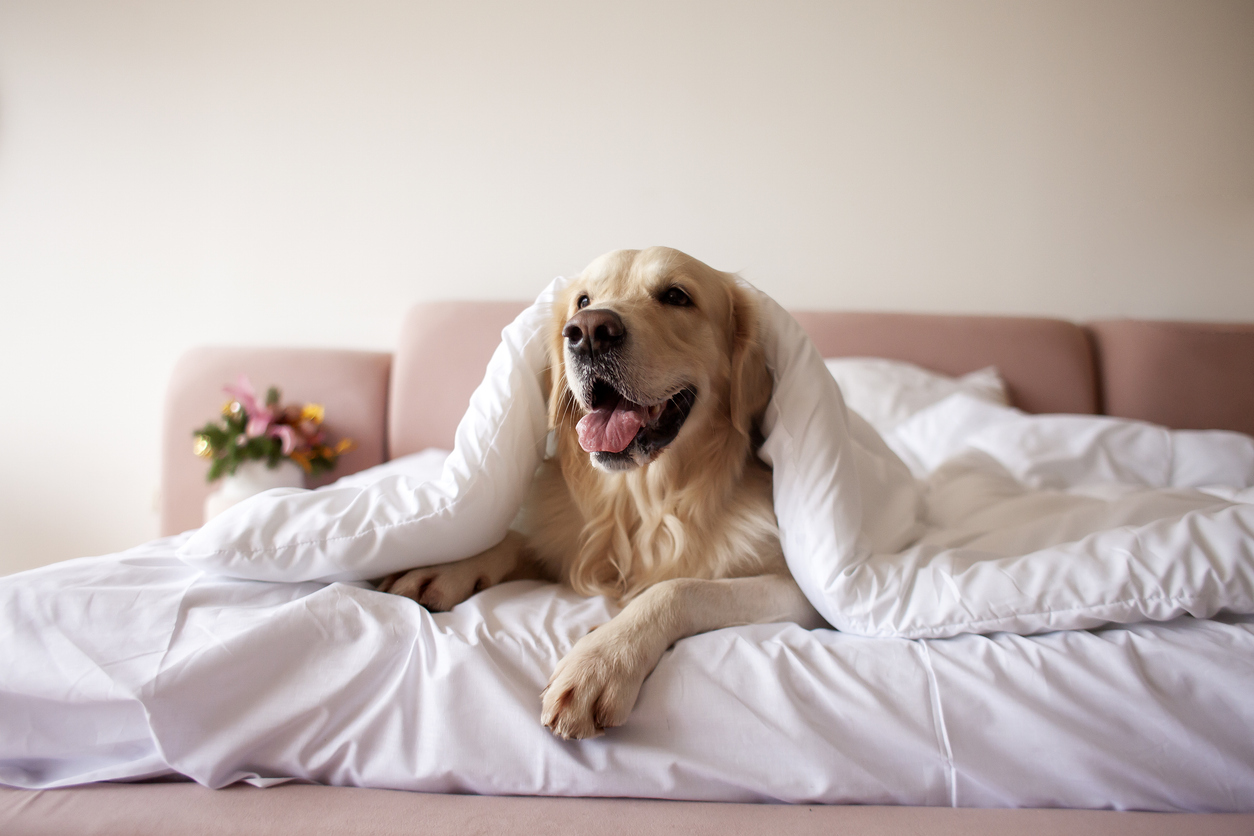 pet friendly hotels elizabethtown ky